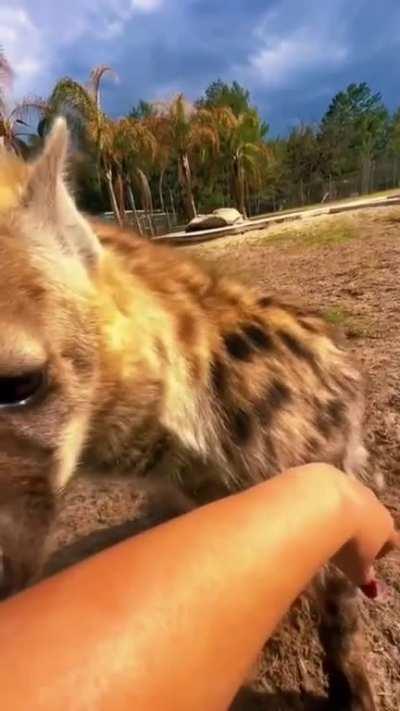 posting yeens until I get to pet one day 992 Josh has come to say hello