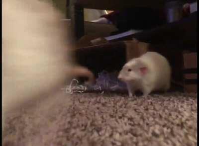 SMOL BOI DO A FROLIC