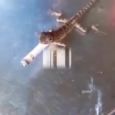 Lagartija fumando 😎