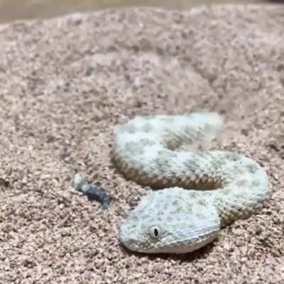 🔥 Saharan Sand Viper concealing itself in the sand 🔥 🔥