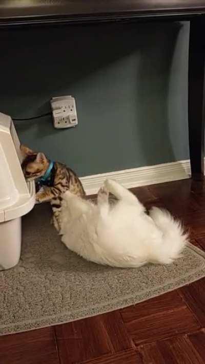 My new friend needs a bath