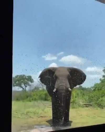 When Elephants claim your 'watering hole'