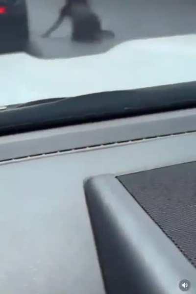 HMC while dancing in the car window.