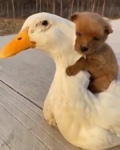 Peace was an option today.