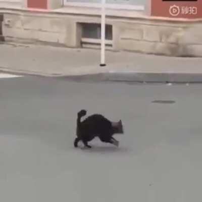 Trying to hunt a rat