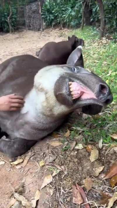Yall ever seen a Tapir?