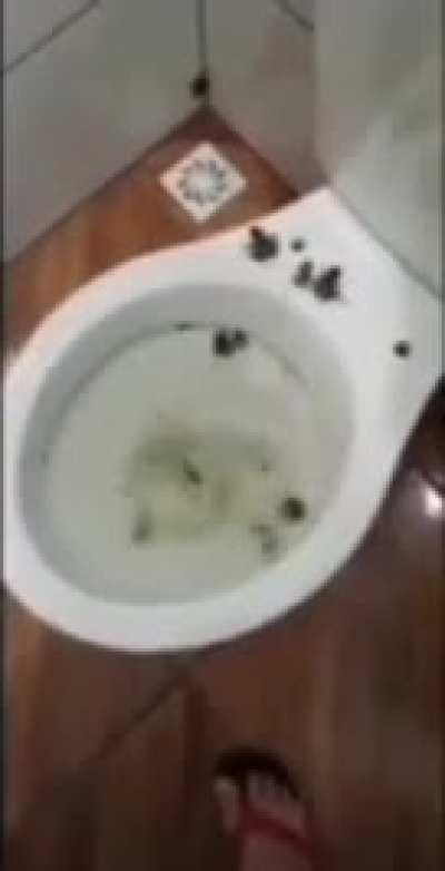 Thanks, I hate froggy toilet