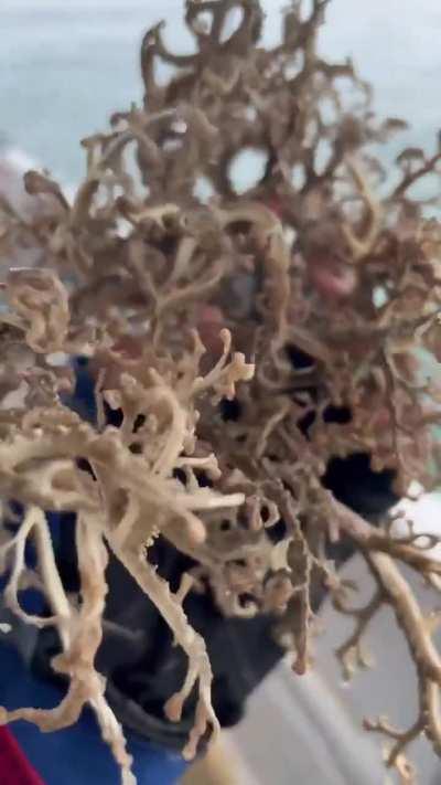 This creature is a basket star