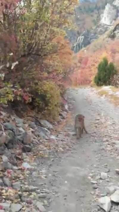 Cougar stalks man for 6 minutes during run