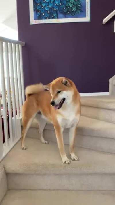 Best part about coming home is seeing your dog do a little dance + airplane ears.
