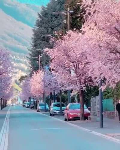A road of cherry blossoms in Switzerland