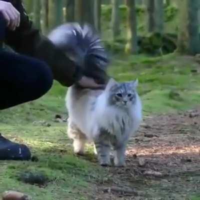 A very beautiful fluffy kitty