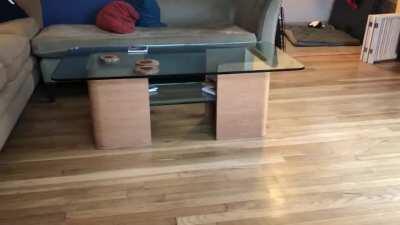 Cousin’s zooming...wait for the corgi reverse!