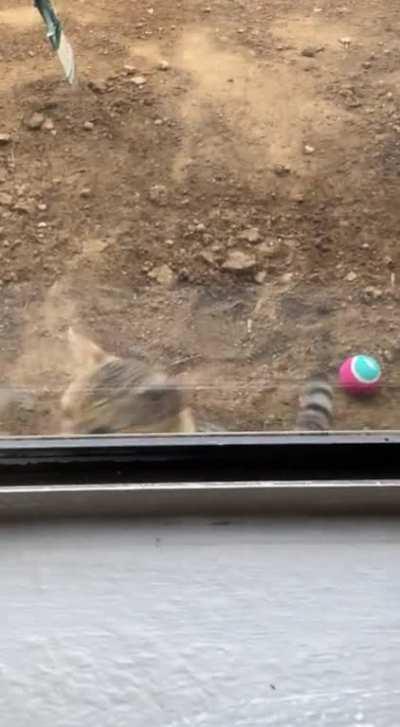 My SO got a buggy so she can take her blind bengal and his brother outside. We got a lot of hate for it, what do you guys thinks? Cringe or no?