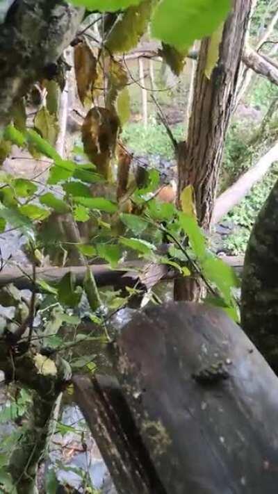 Cutie seen at Parc Sainte Croix - France 🇫🇷