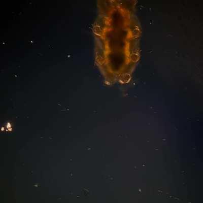 A tardigrade walking across a slide