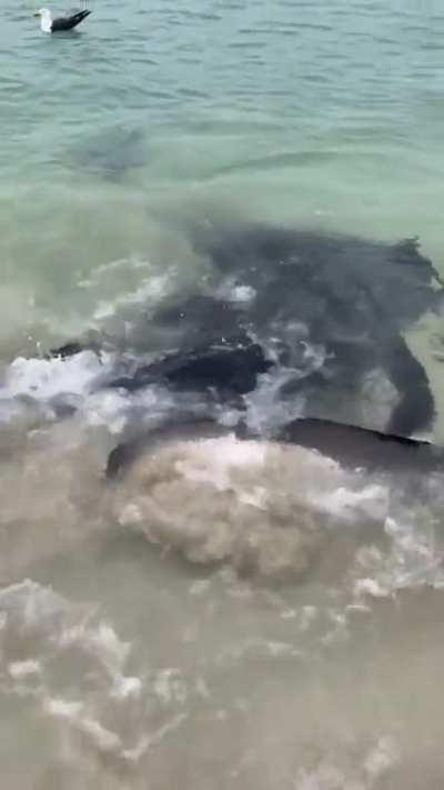Massive stingrays on the beach