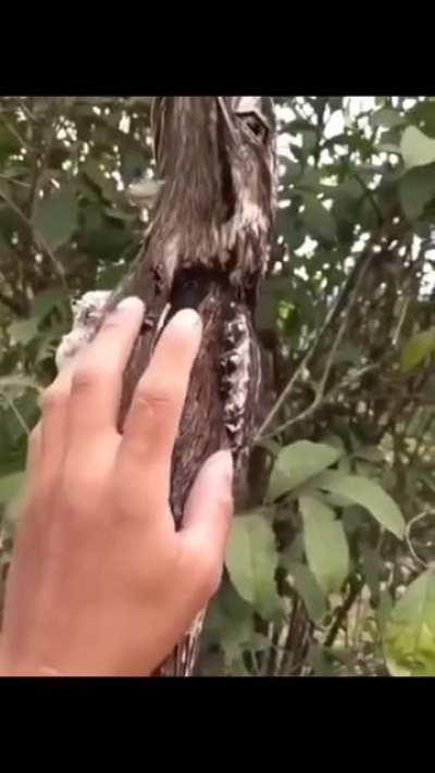 This bird which acts like a tree during the day.
