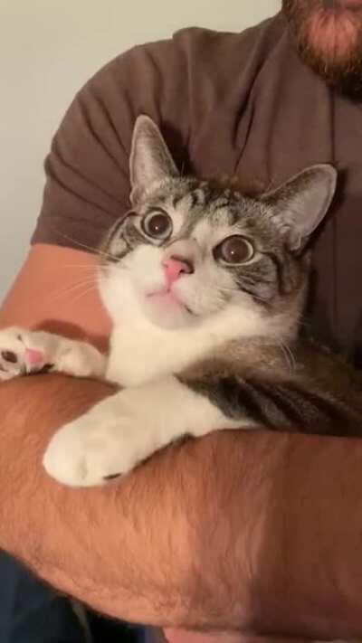 Put me down squeaks on demand, courtesy of Rudy 2Thumbz.