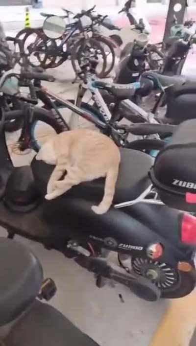 Sleeping cat problem - Solved