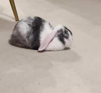 Possibly the most tired loaf?