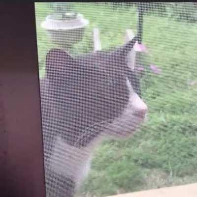 Dude makes a multi-chorus song from a meowing cat. 🐈 🎵