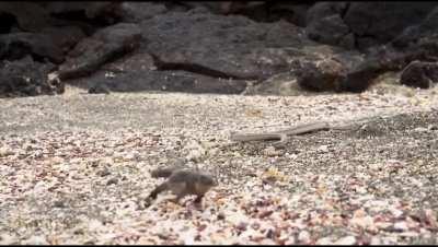 Iguana vs Snakes &mdash; The Impossible Escape