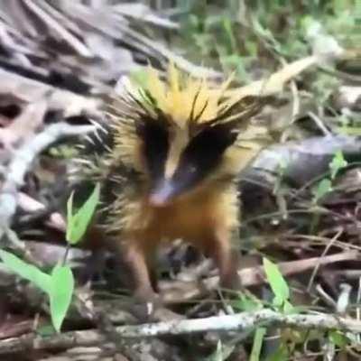 Полосатый тенрек (лат. Hemicentetes semispinosus). Эндемик острова Мадагаскар