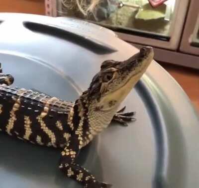 Baby Croc go ur ur ur