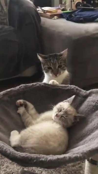 Smol kitten stole big sister's bed