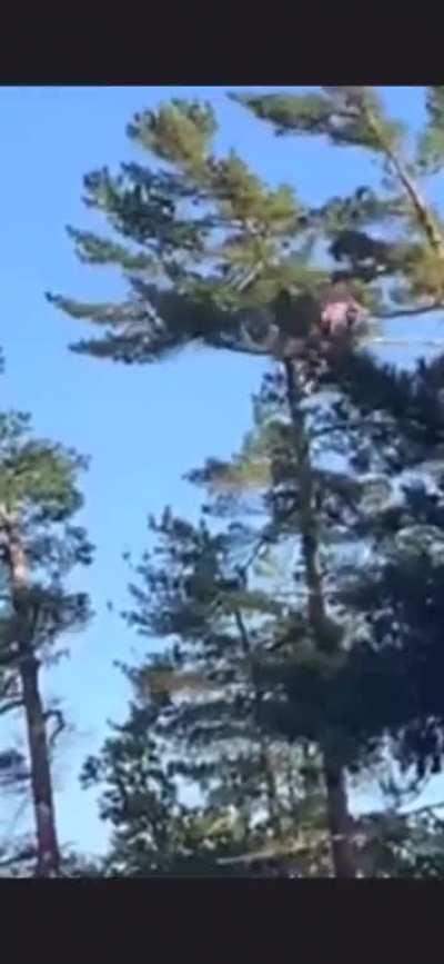 WCGW Climbing a tall tree
