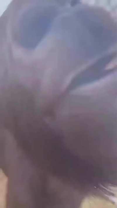 The goat wants a kiss