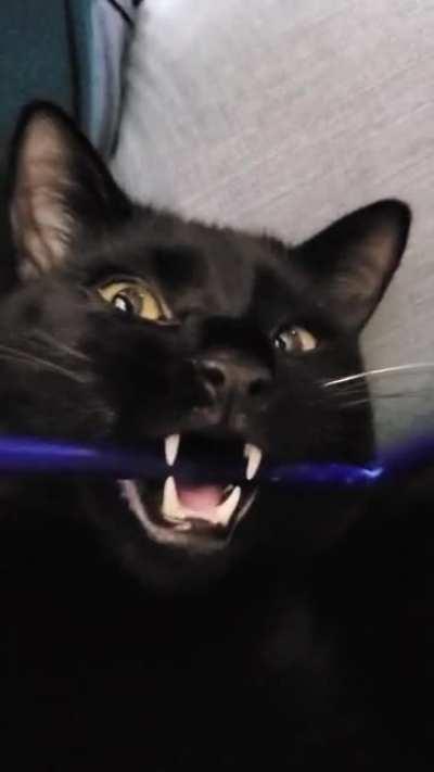 How's this for some adorable Bombay teefies!