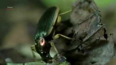 Epomis beetles munching on a frog