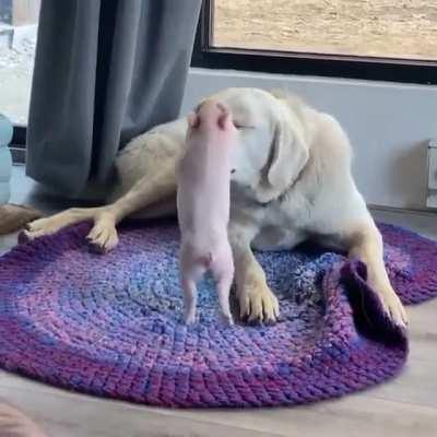 High energy younger sibling