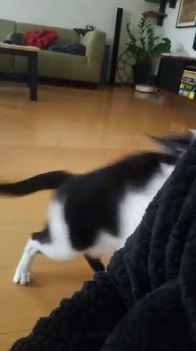 My boy has been living the crablife since he was a kitten