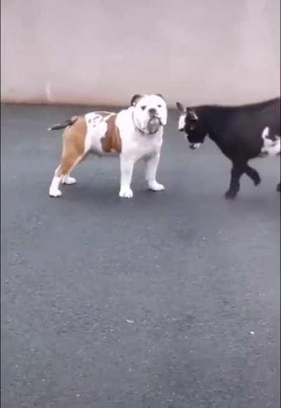 Can we post goats here?