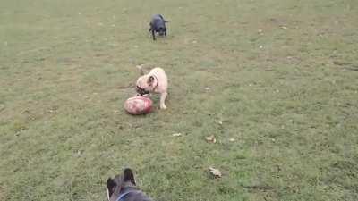 Unleashed, out of control black labrador charged over to attack my dogs this morning *GRAPHIC CONTENT*