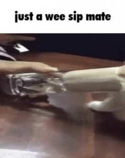 cat do be sippin'