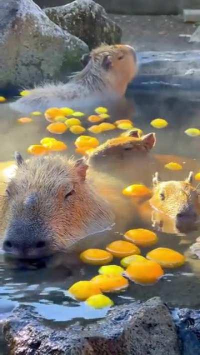 Capybaras taking a hot bath among yuzu fruits during winter in Itō, Japan