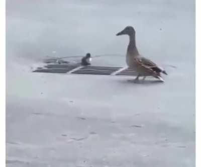 To save the first ducklings that fell
