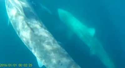 Basking Sharks off West Clare yesterday