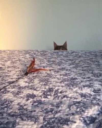 That feather never saw it coming