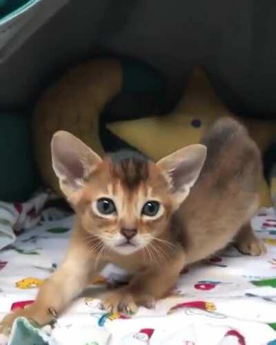 Aby kitten stretching