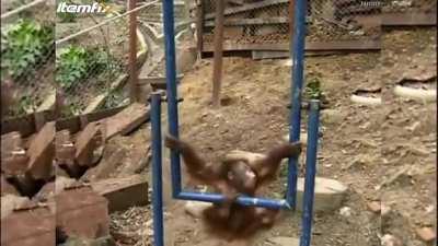 Monkey hurts itself and cries :(