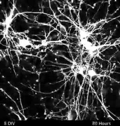 Neurons making synapses