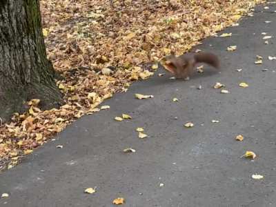 Little squirrel at my local park