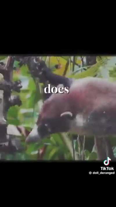 Five Nights at Losercity