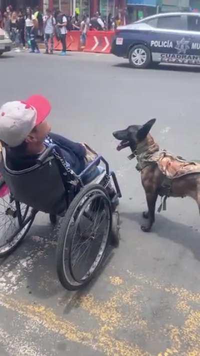 Dog push his owner who's on a wheelchair