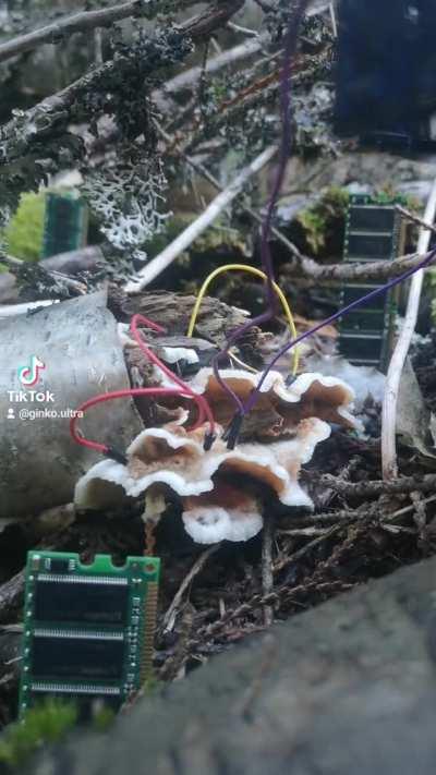 More Mushroom Circuitry